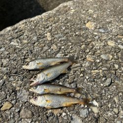 エギング絶好調