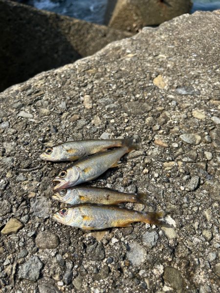 エギング絶好調