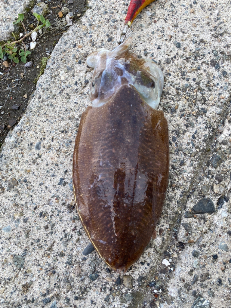 チーバスとコウイカ