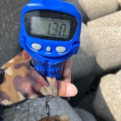 春イカシーズン到来(^｡^)