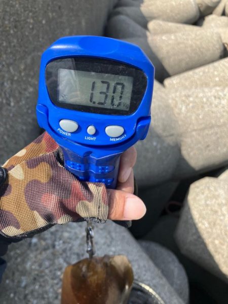 春イカシーズン到来(^｡^)