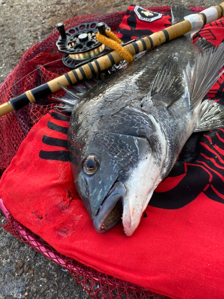 ヘチって来ました