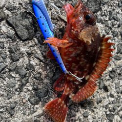 春イカを釣りたい！