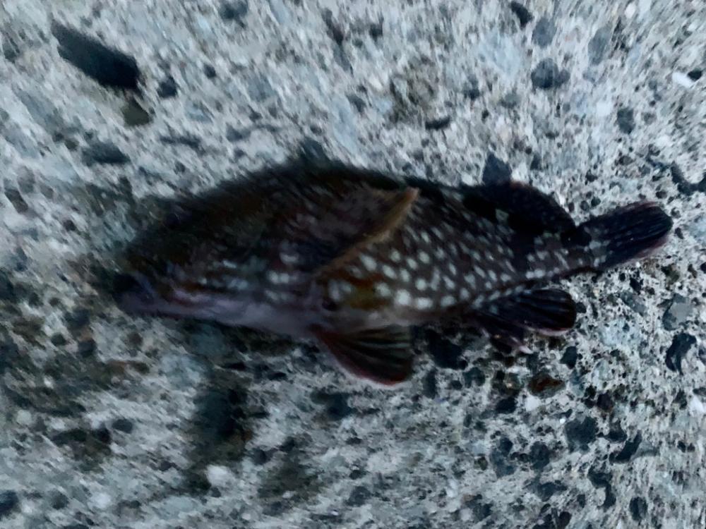 朝マヅメシーバス