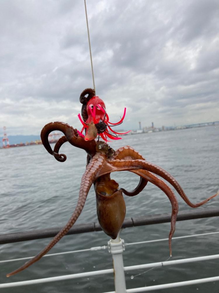 湾奥蛸散歩。4杯。。