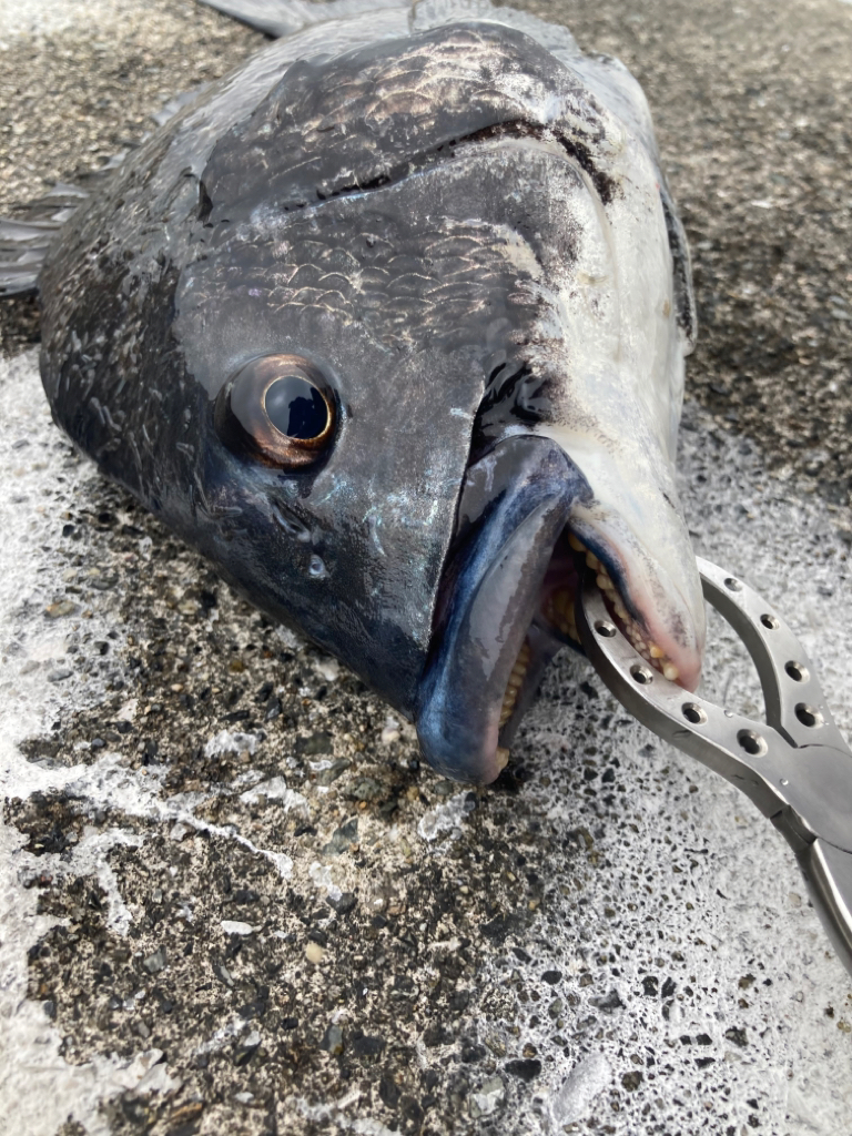 雨の日にチヌ乱舞