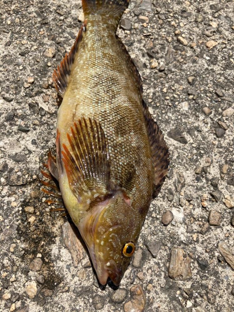 穴釣り５目狙い