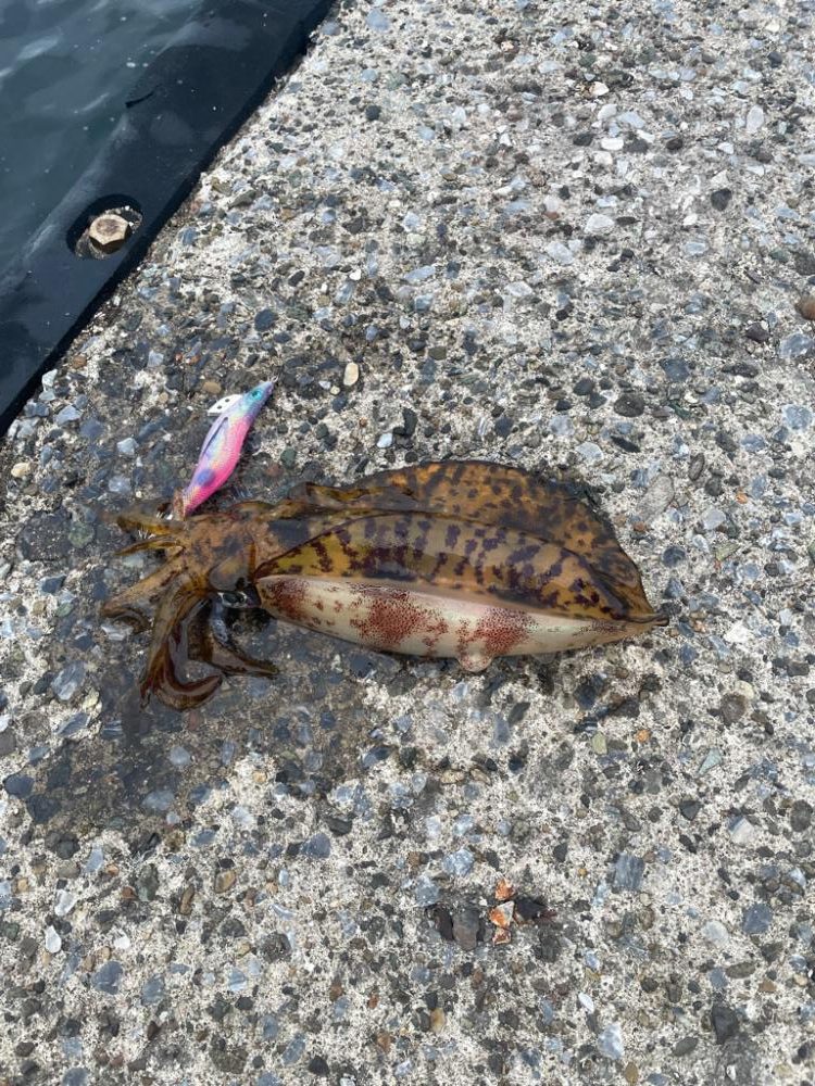 関東遠征エギング