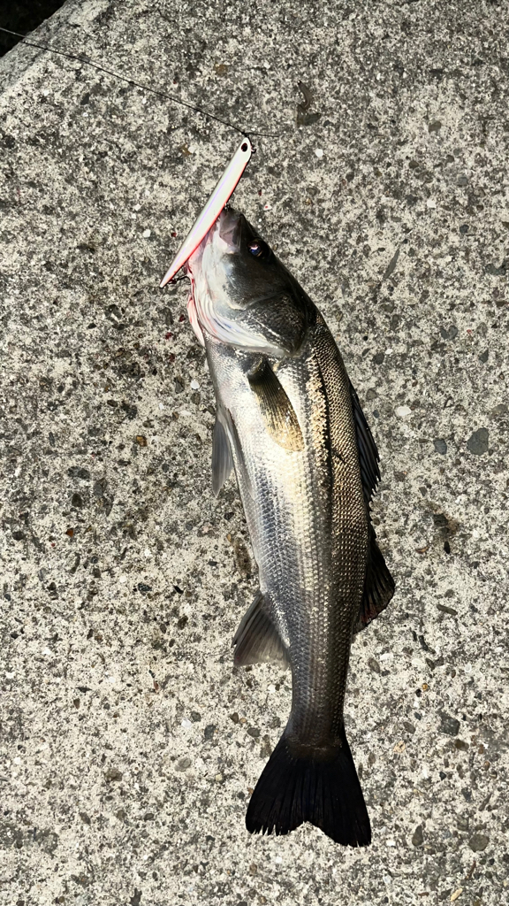 バチ抜けシーバス