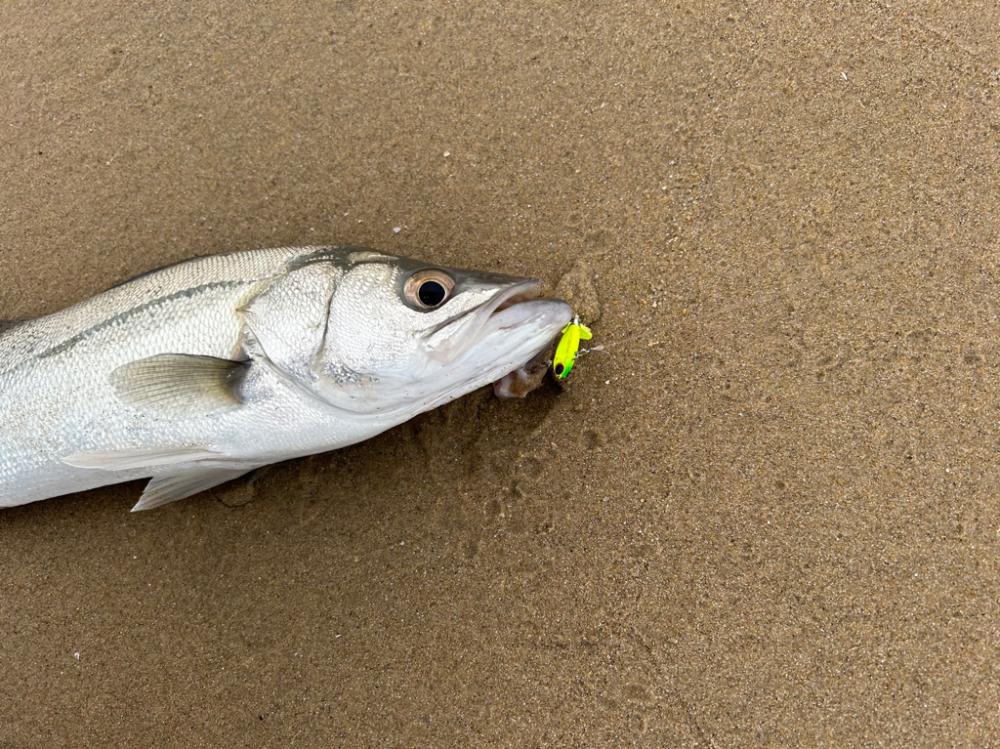 久々のデイシーバスキャッチ