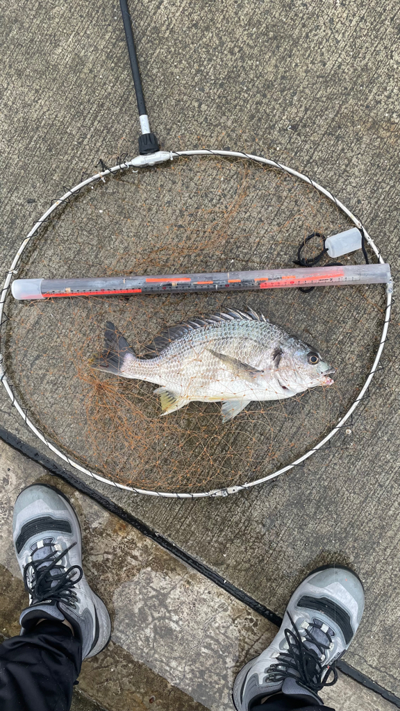 梅雨前の波止フカセ