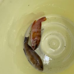 めっちゃ引くやん…