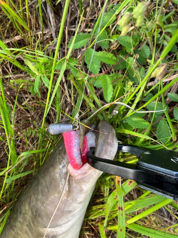 コロネット2でジカリグナマズ釣り