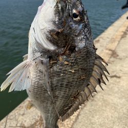 やっぱり武庫川！