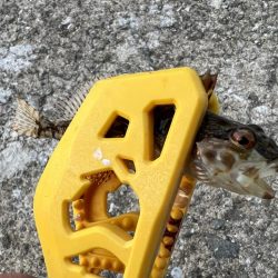 鯵を探して三千里 Vol.46