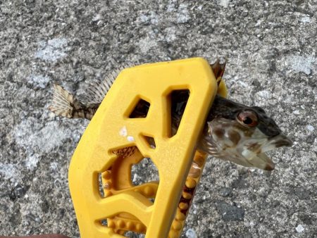 鯵を探して三千里 Vol.46