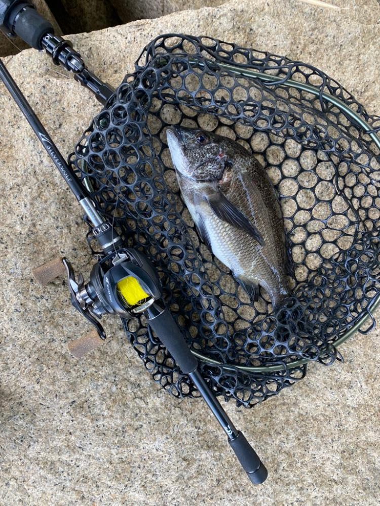 チニング なんか最近難しい