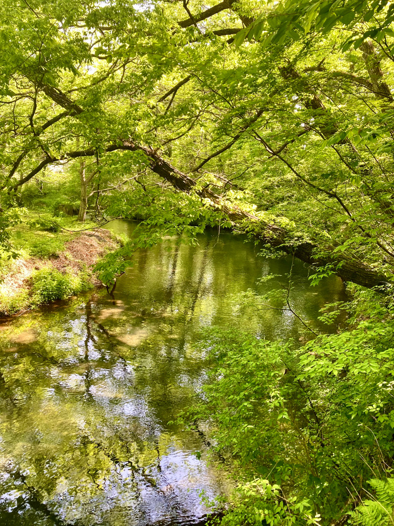 渓流　忍野