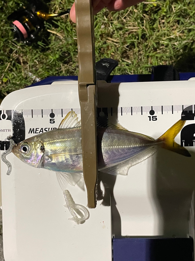 ジグ単de〜アジング！成銀のアジ達^ ^