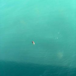 モンゴウイカ?コウイカ?