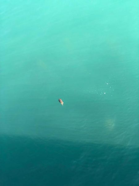 モンゴウイカ?コウイカ?