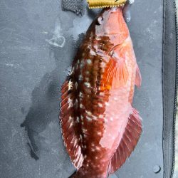 真昼のライトロック