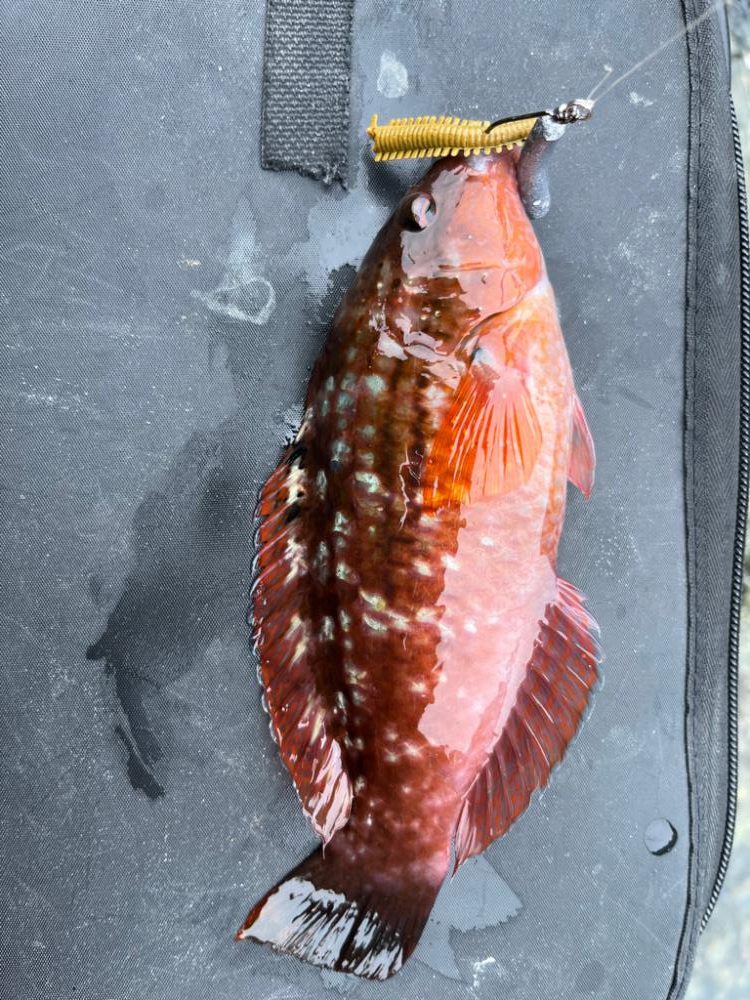 真昼のライトロック