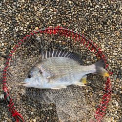 久々の根魚　ガシラゲット