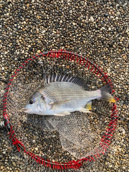 久々の根魚　ガシラゲット