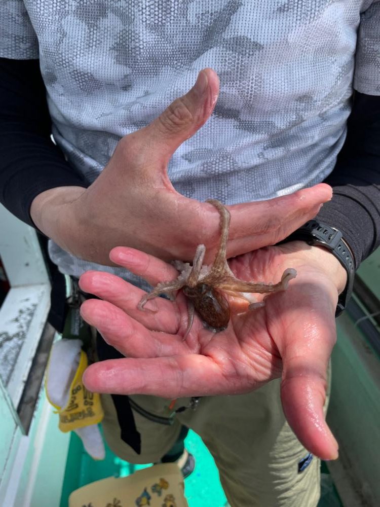 明石船タコ　梅雨前