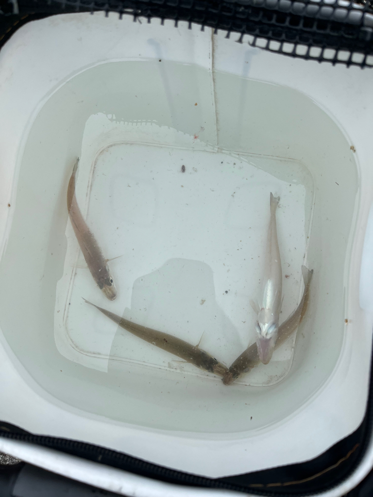 キスちょい投げ