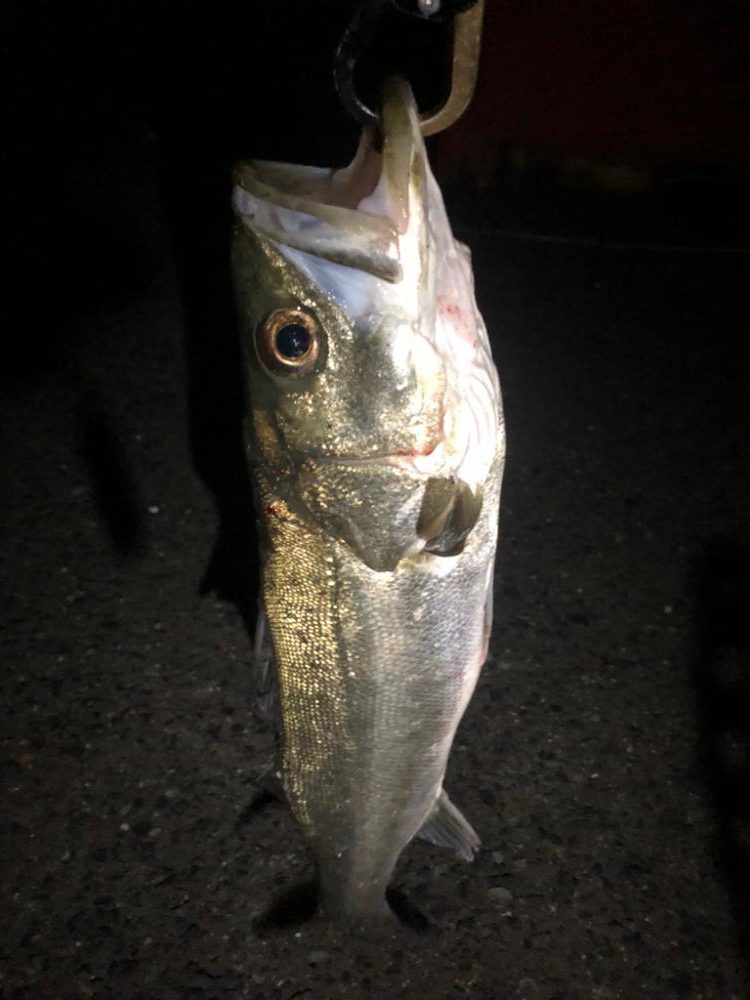 青物やめてシーバスに