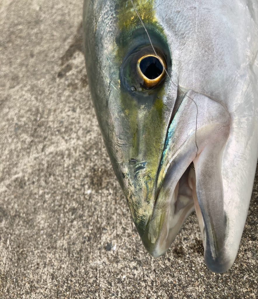 メジロが釣れました