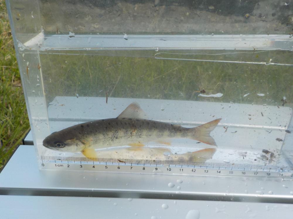 美山アマゴ釣行第5戦〜暑い🥵〜