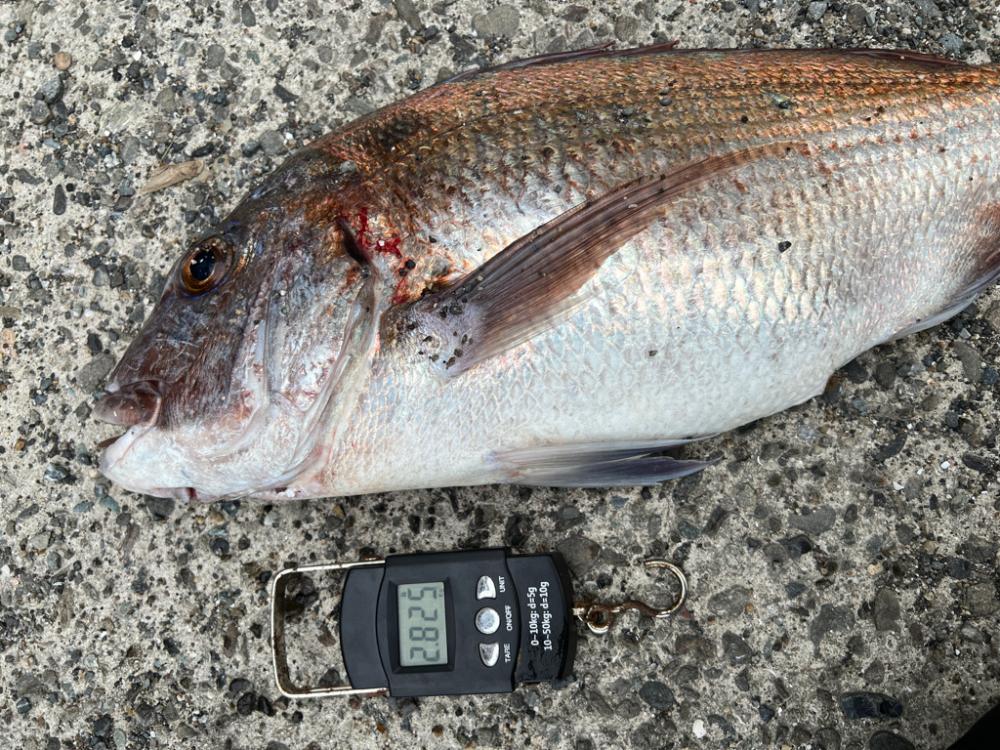 最高のファイト