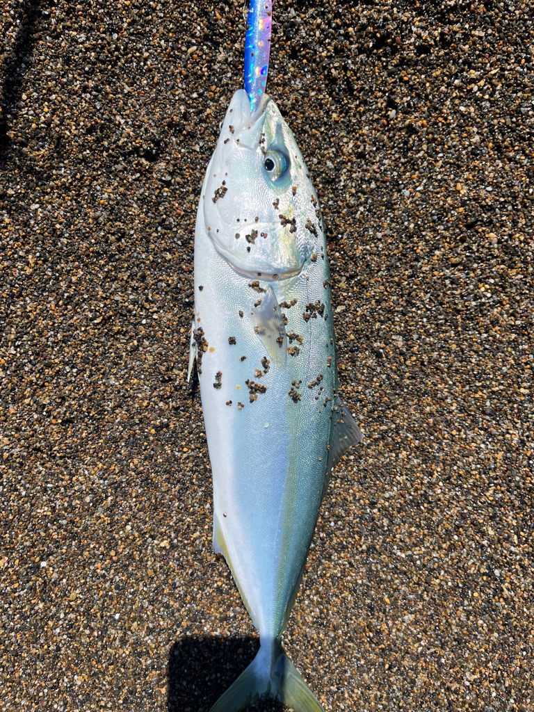 カタクチパーティー