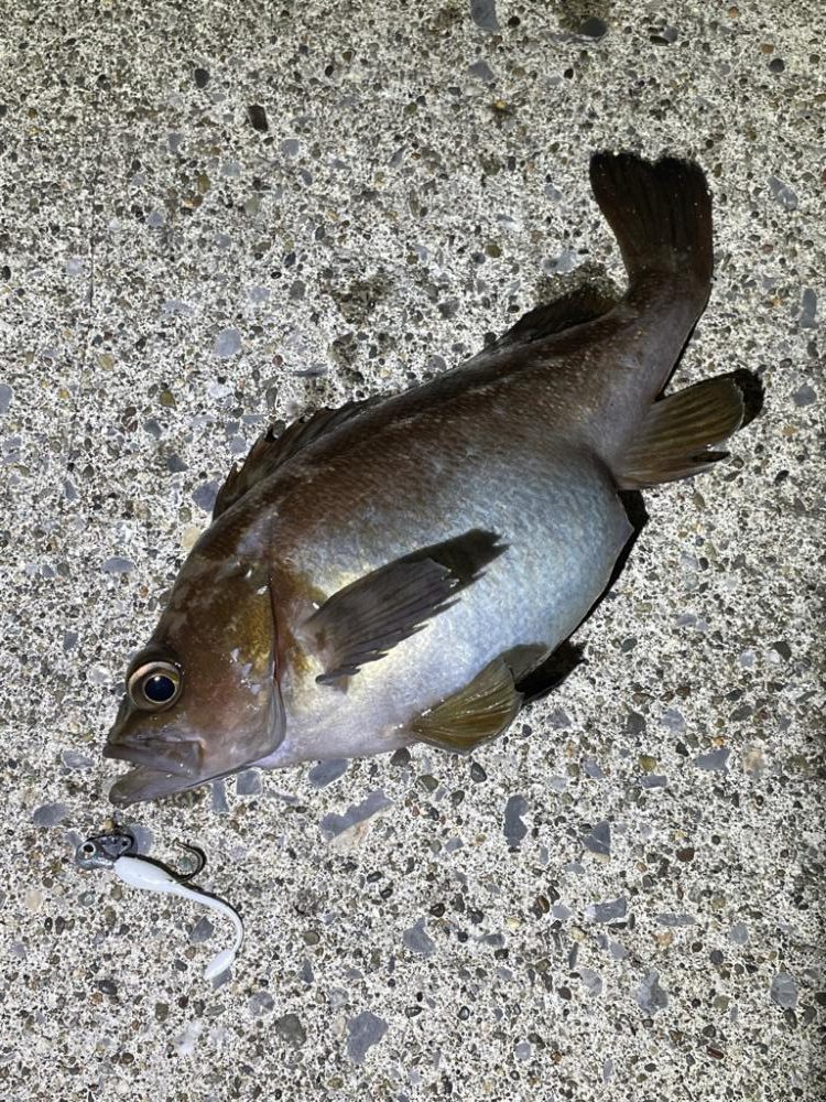 安定のガヤリング