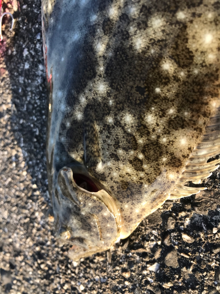 今季 初フラット!