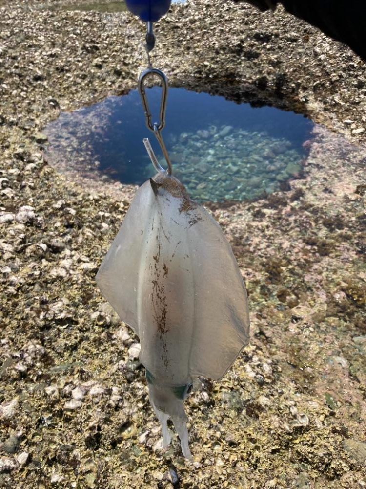 え！もう夏イカ　春イカどこ行ったー