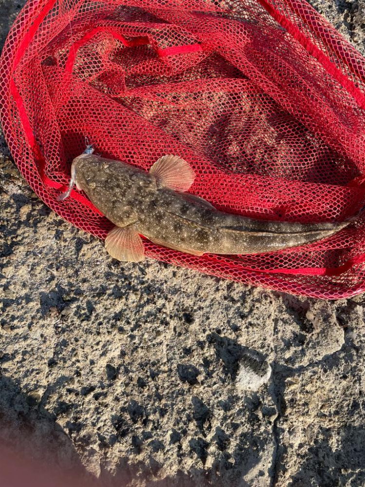 フラットフィッシュ狙いで竹野浜へ