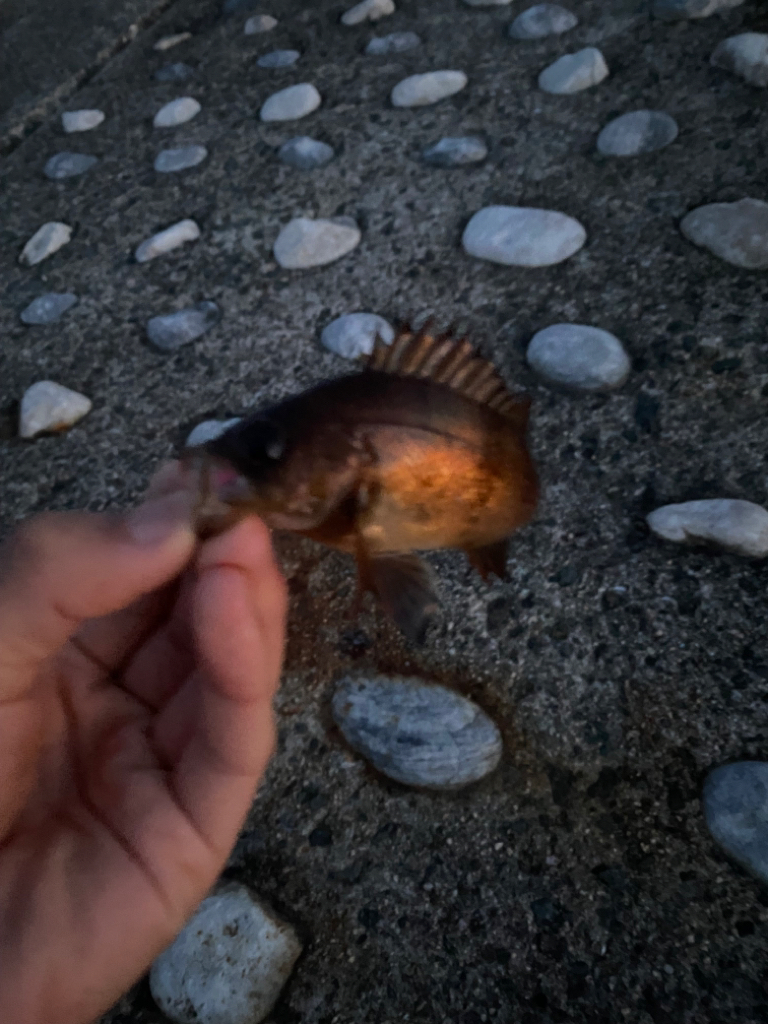 久しぶりの朝まづめ