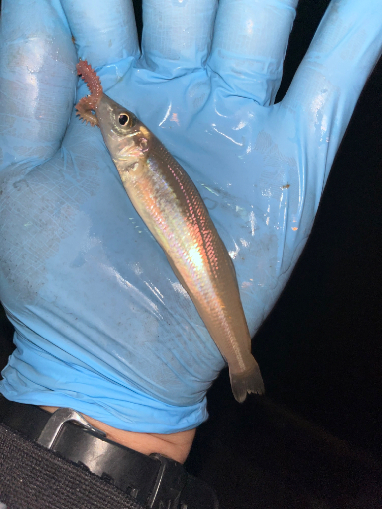 ナイトキス&餌アジング