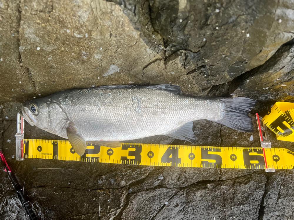 普段使いしないルアーを持参してゲッツ！