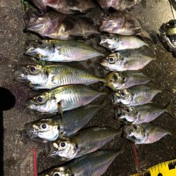 アジングシーズン到来！