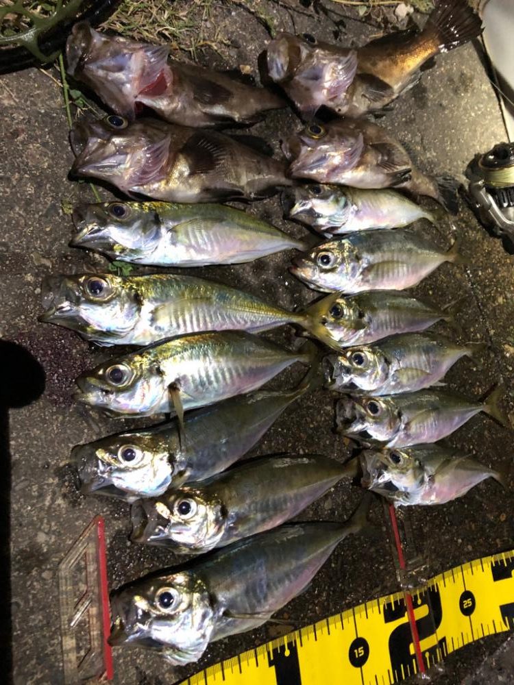 アジングシーズン到来!