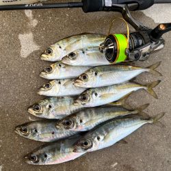 朝マズメ狙い②