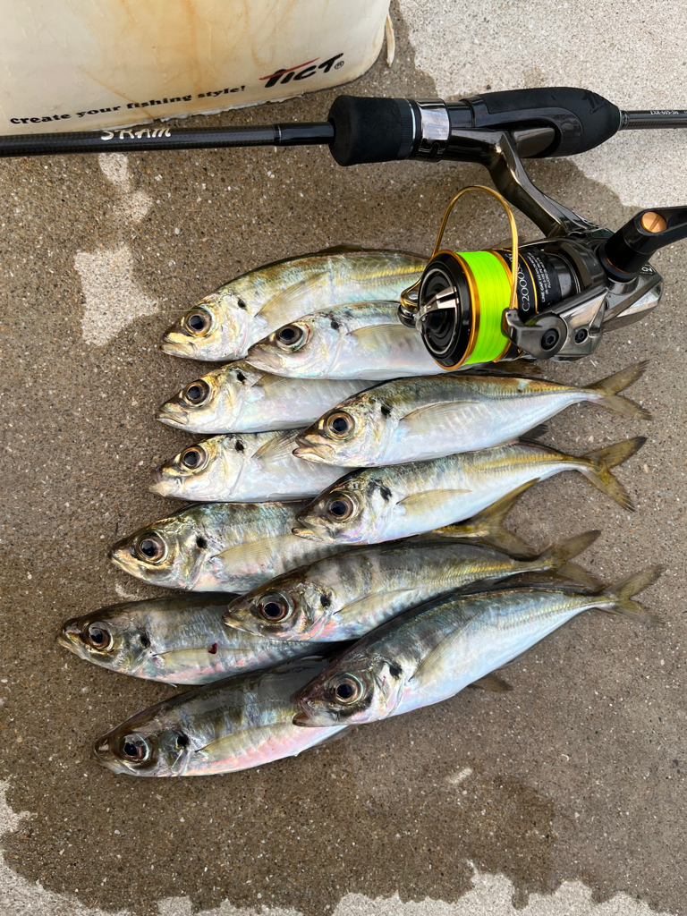 朝マズメ狙い②