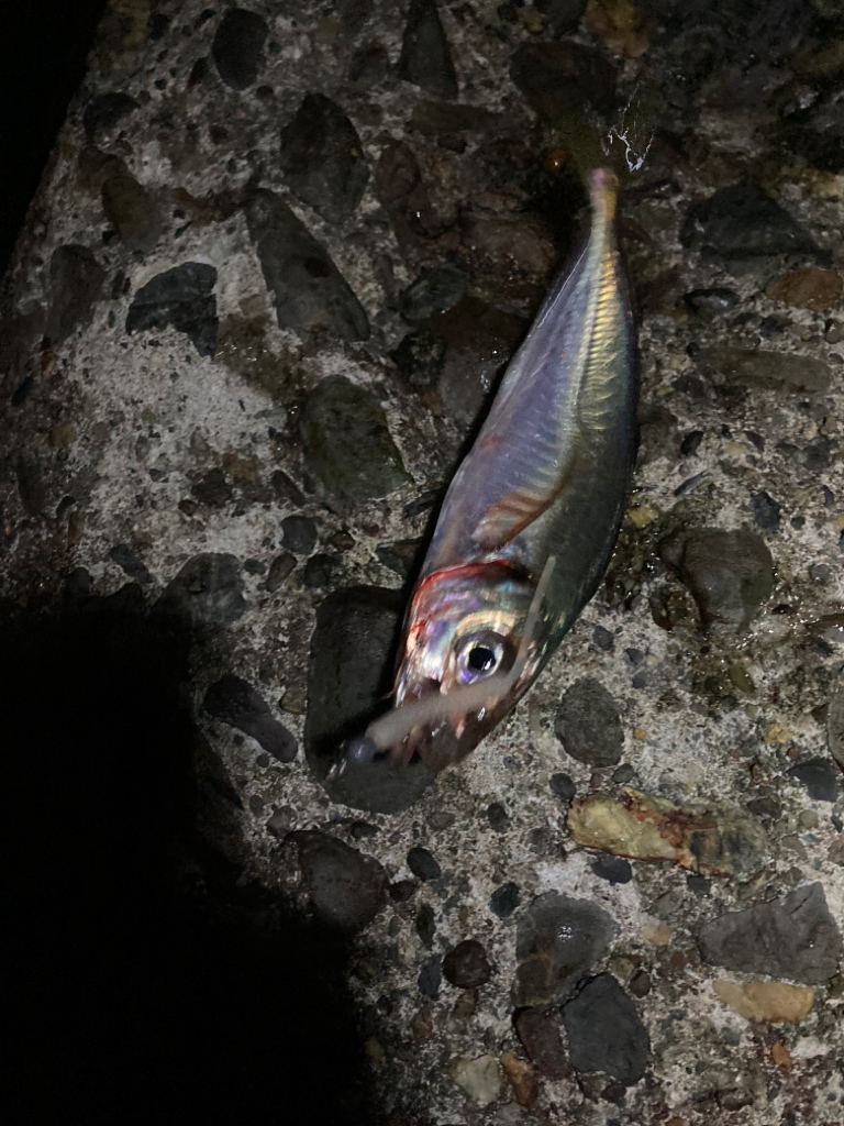 メバル狙いのはずが