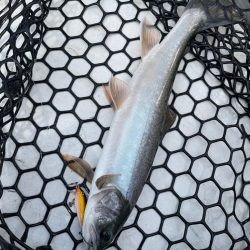 然別湖釣行2日目