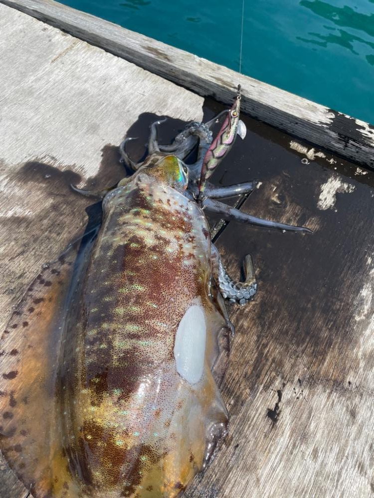 初筏エギング‼️